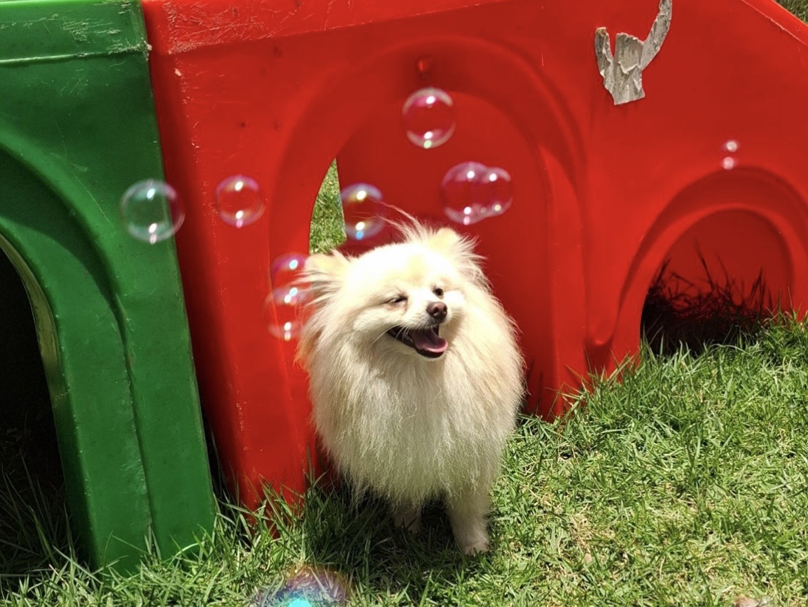 Lulu da Pomerânia sorrindo entre bolhas de sabão na grama