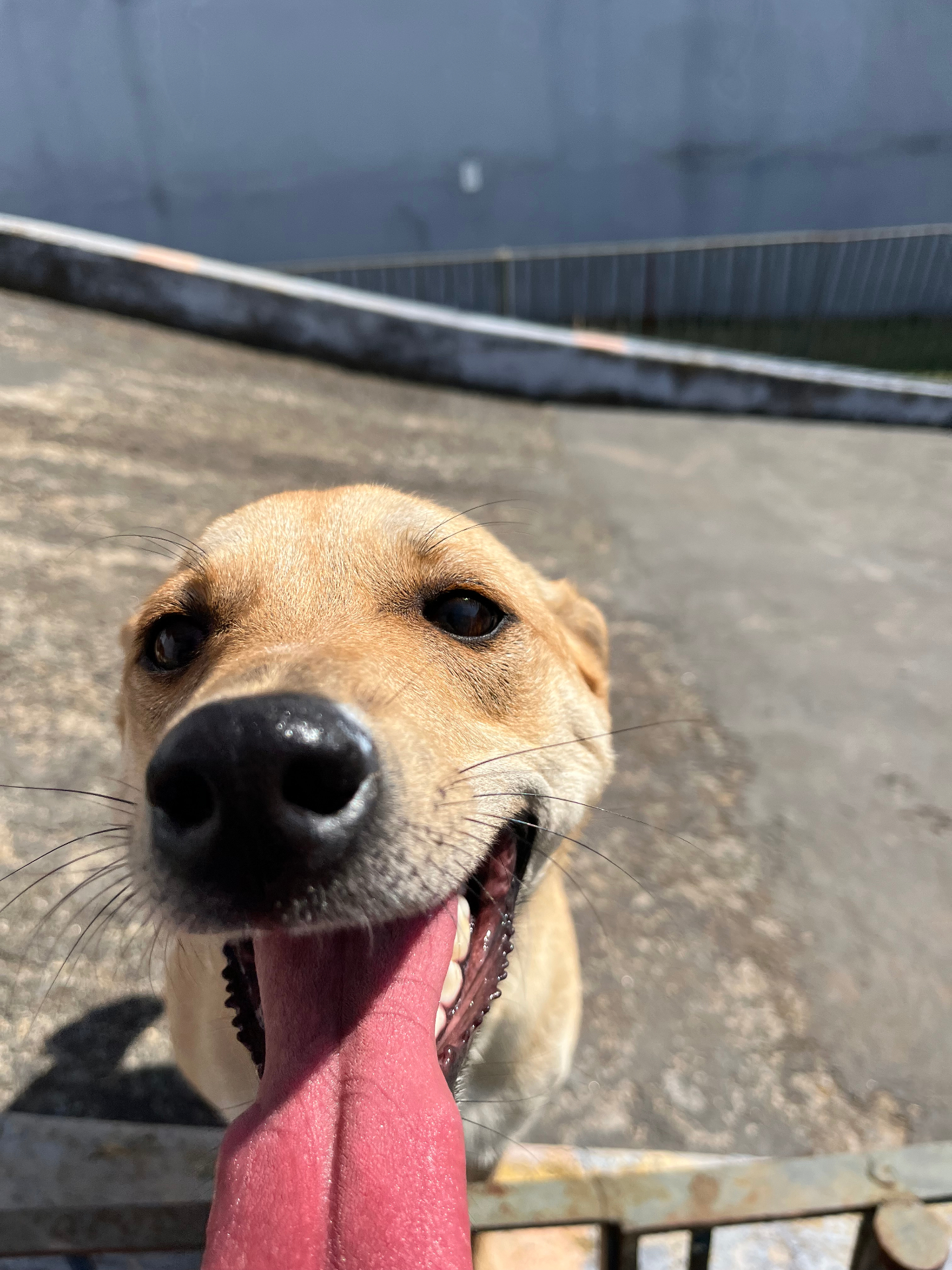 Cão feliz na Doctor Home