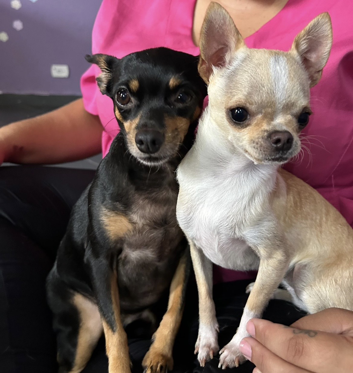 Carinho e companhia