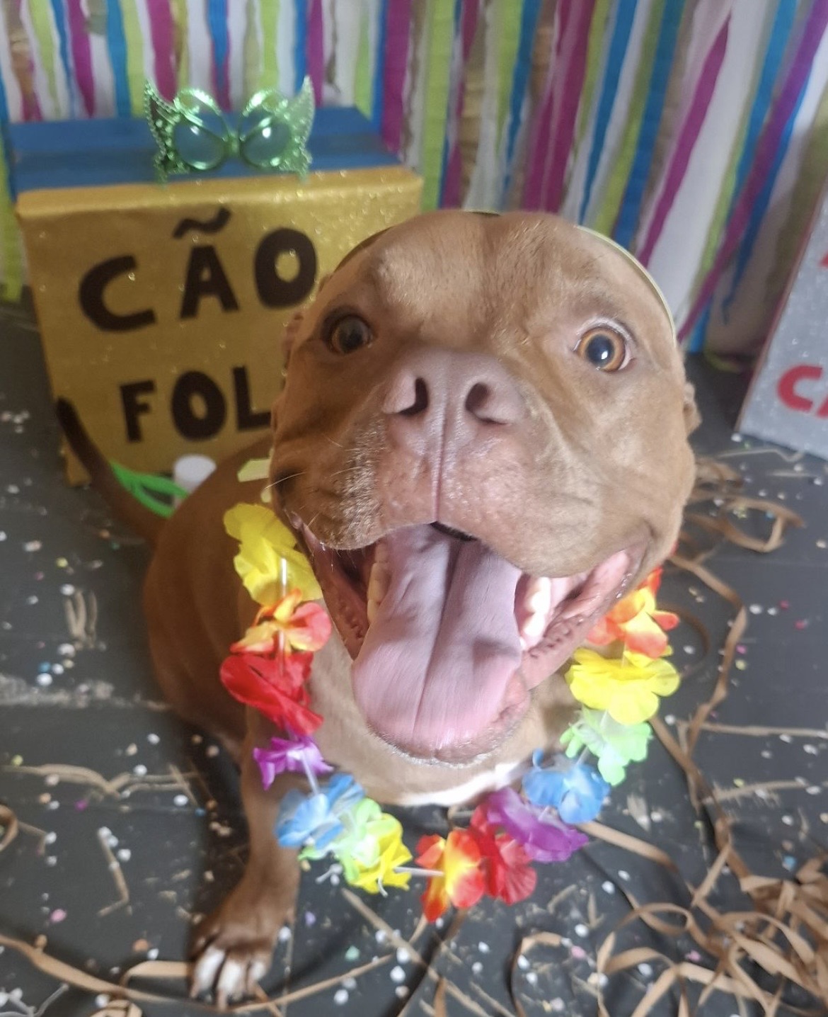 Cão folia: alegria contagiante